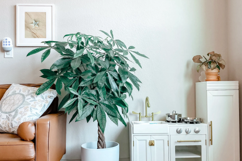 The Money Tree is a larger houseplant that will bring a tropical vibe to any room.