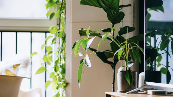 Ways to Make Your Coliving Home More Sustainable