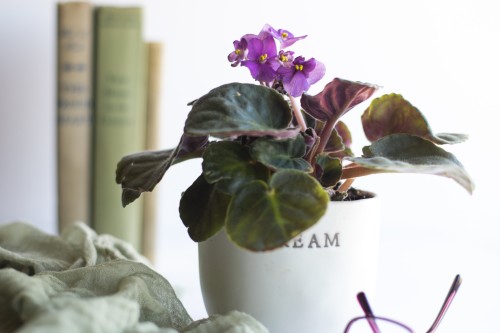 The African Violet is a beautiful flowering plant and is safe for your cats and dogs.