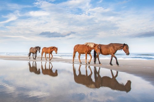 Just 2.5 hours away from Raleigh and you'll find yourself on a lovely beach with wild horses roaming the sand. 