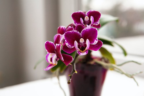 Orchids are gorgeous flowers that will fill a room with a pleasant scent. 