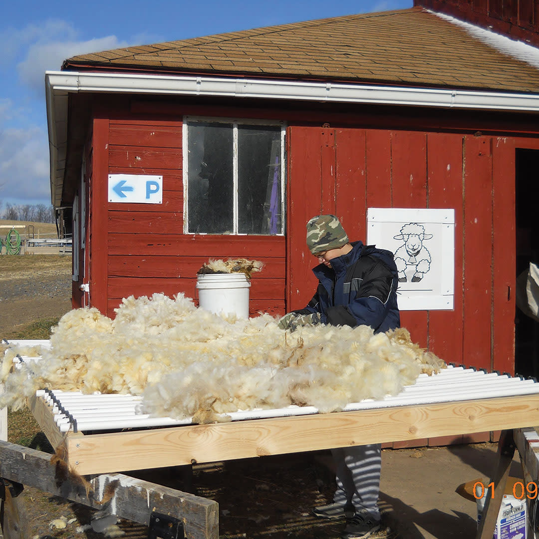 Tim Schnee skirting a Coopworth fleece at Owens Farm before taking it home. 
