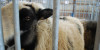 Can I Import Wool? Deb Robson Explains Image