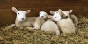 Roving Reporter: Lambing Season Arrives! Image