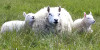 Meet the Sheep: Border Cheviot Image