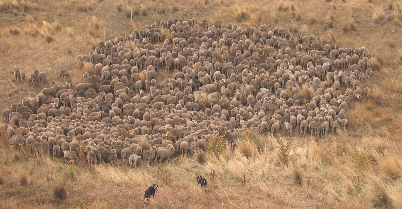 Sheep Herding in Australia