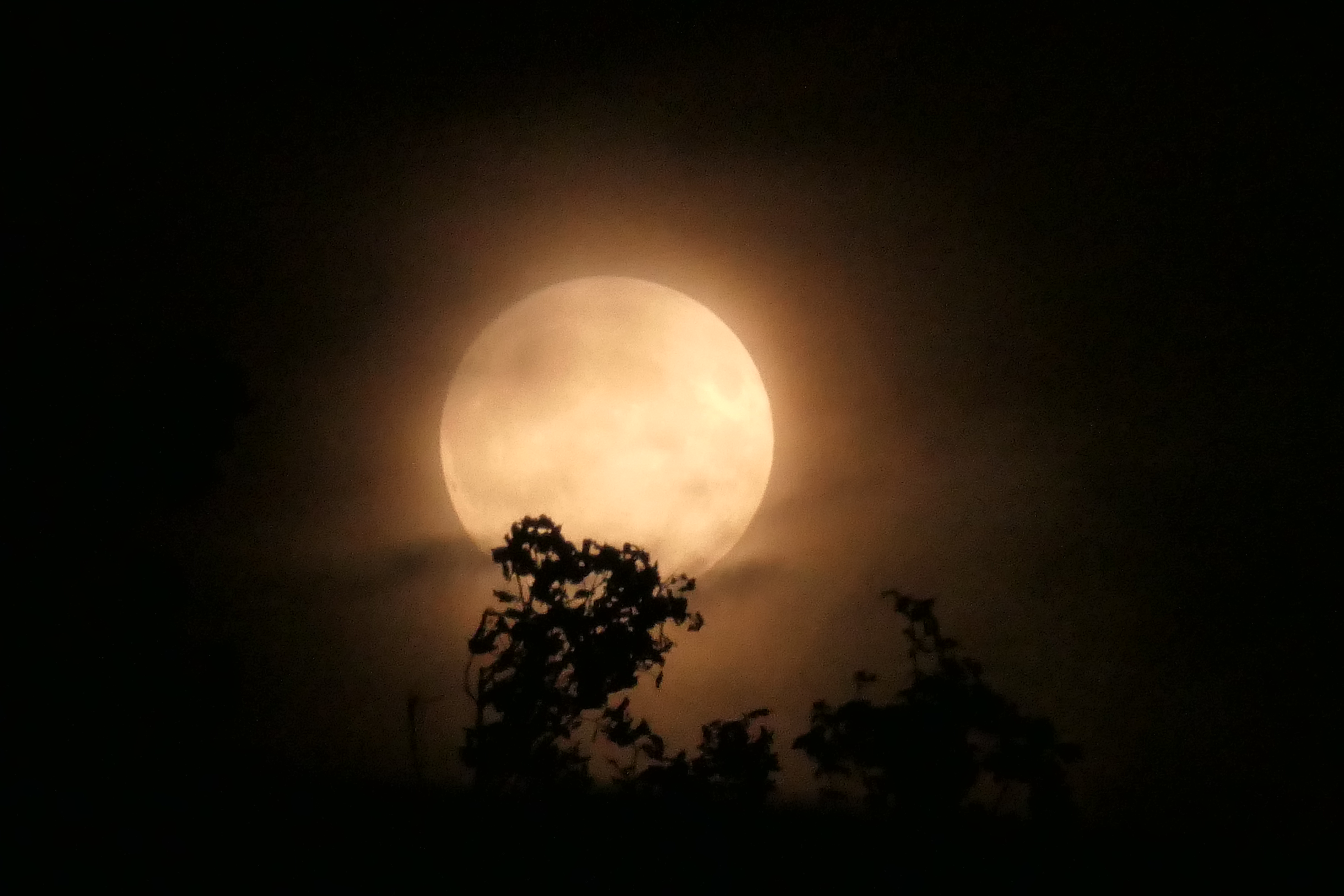 Vollemaan en vleermuizen wandeling 
