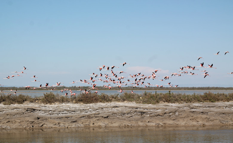 camargue