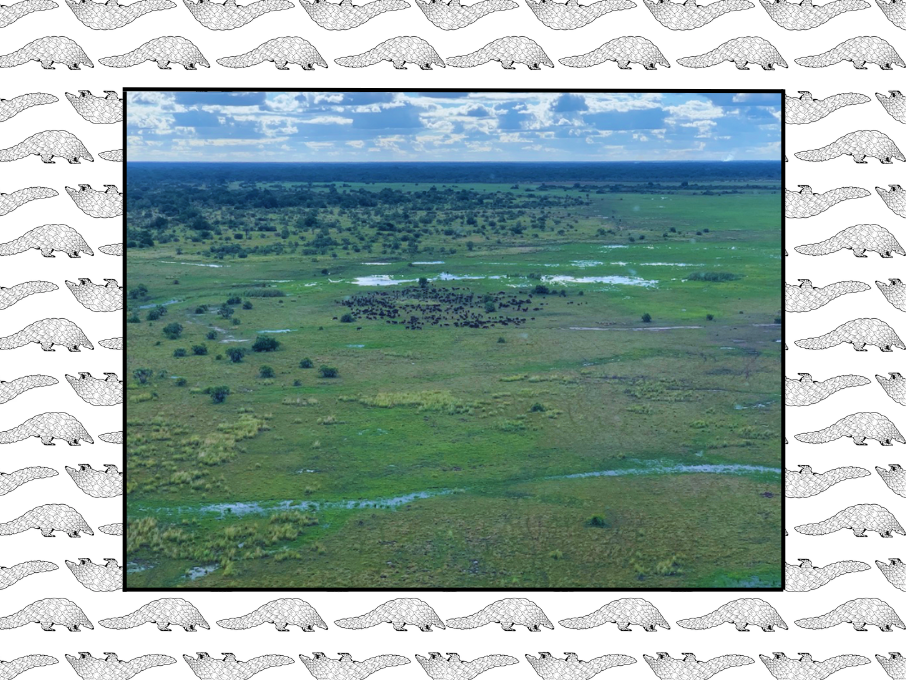 Zambeze Delta Conservation