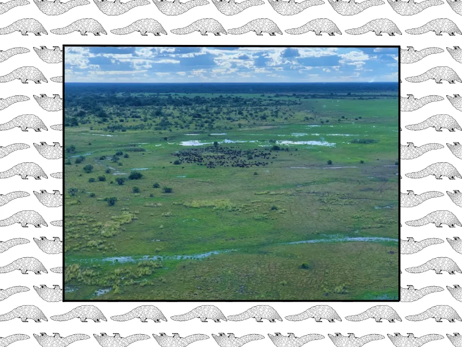 Zambeze Delta Conservation