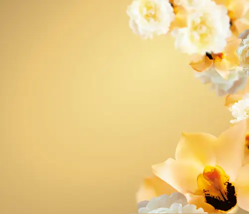 Lenor kommt mit dem erfrischenden Goldene Orchidee-Duft