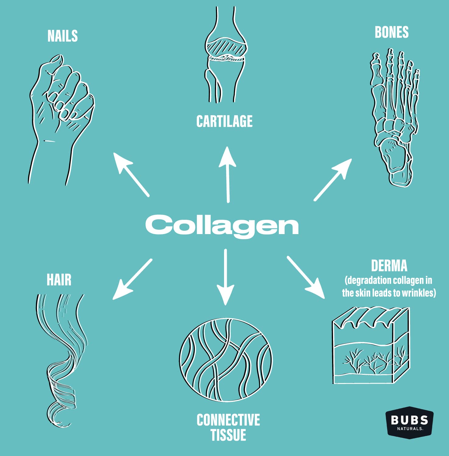 Collagen Benefits for Nails, Cartilage, Bones, Hair, Connective Tissue, and Skin