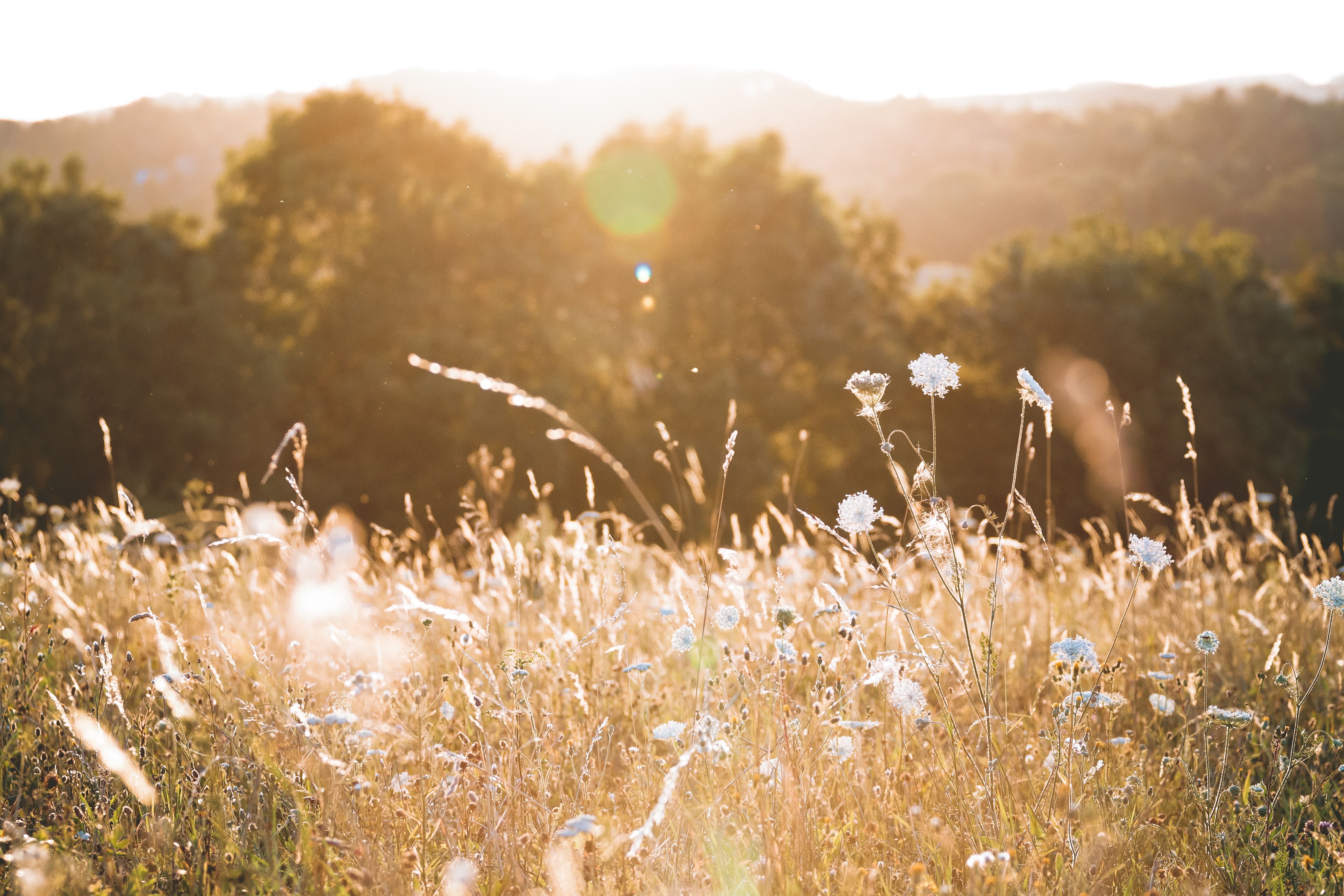 A meadow with dry, tall grass and small white flowers