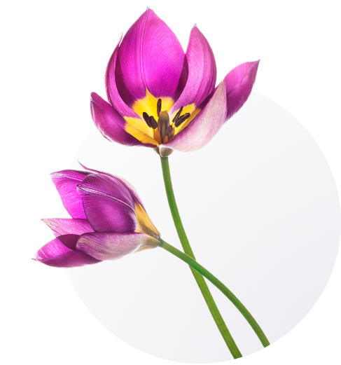 Tulip flowers on an ellipse background.