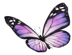 A purple butterfly.