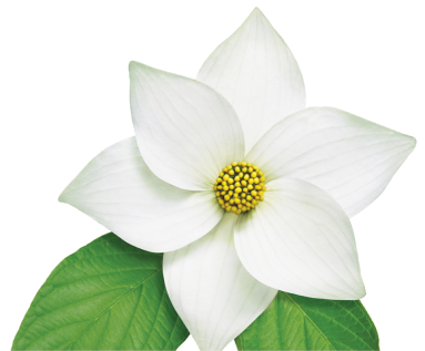 A dogwood flower with leaves.