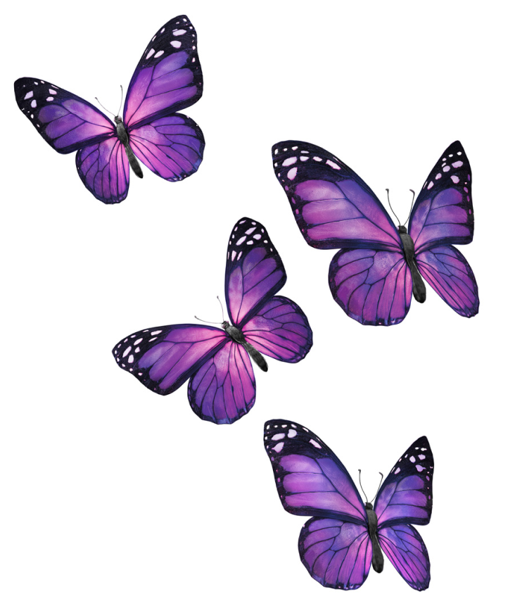 A cluster of four butterflies.