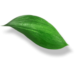 A single green leaf.