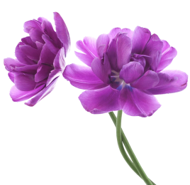 Purple flowers