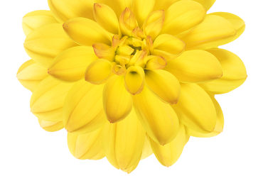 A single yellow dahlia flower.