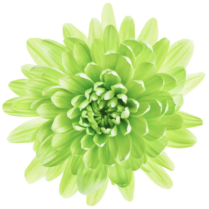 A single green flower.