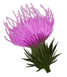 Thistle Flower