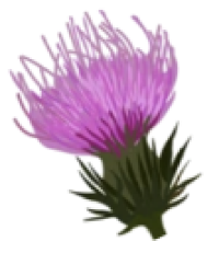 Thistle Flower