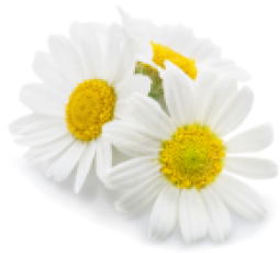 Chamomile Flower