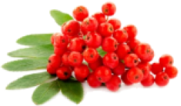 Rowan Flower Tree