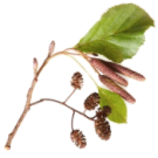 Alder Flower Tree