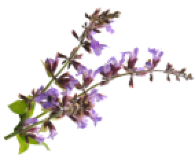 Sage Flower