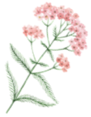 Yarrow Flower