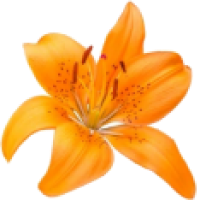 Lily Flower