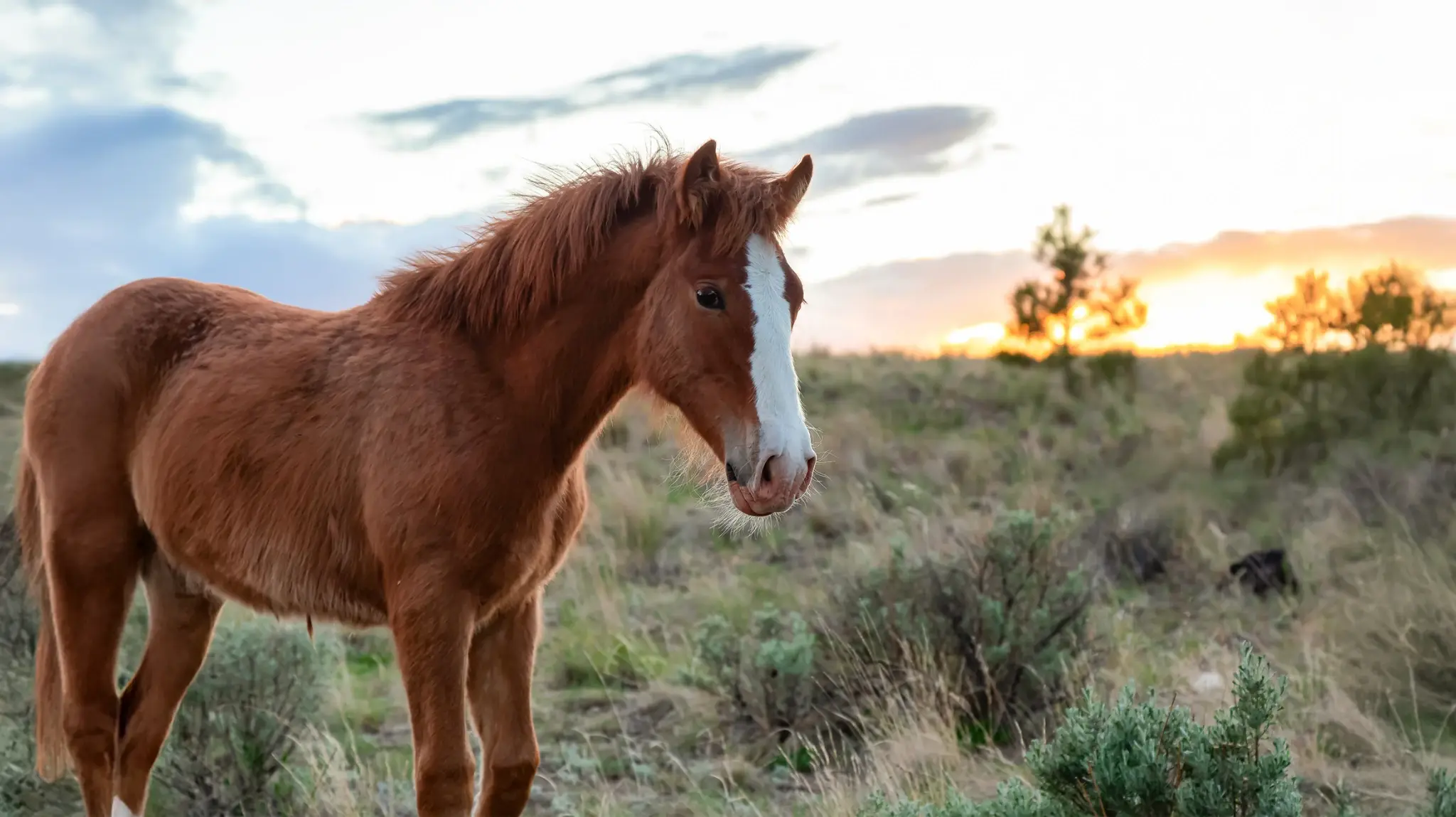 Horse communicator background image