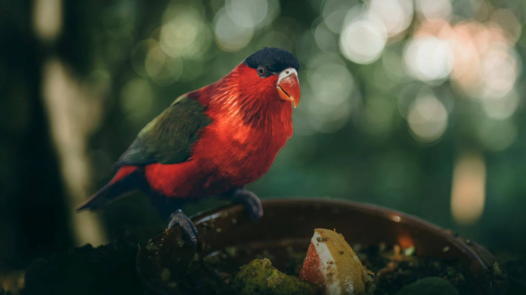 Bird communicator background image