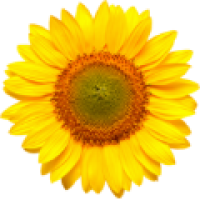 Sunflower Flower