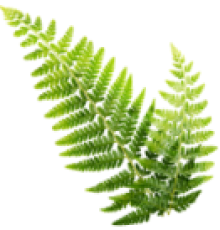 Fern Flower