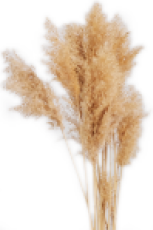 Reed Flower