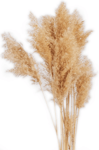 Reed Flower