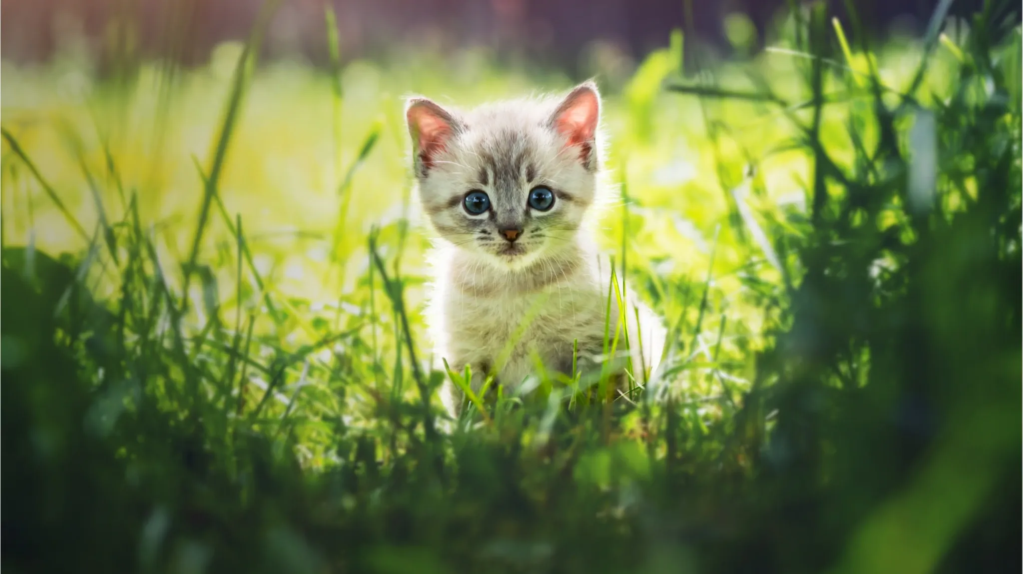 Cat communicator background image