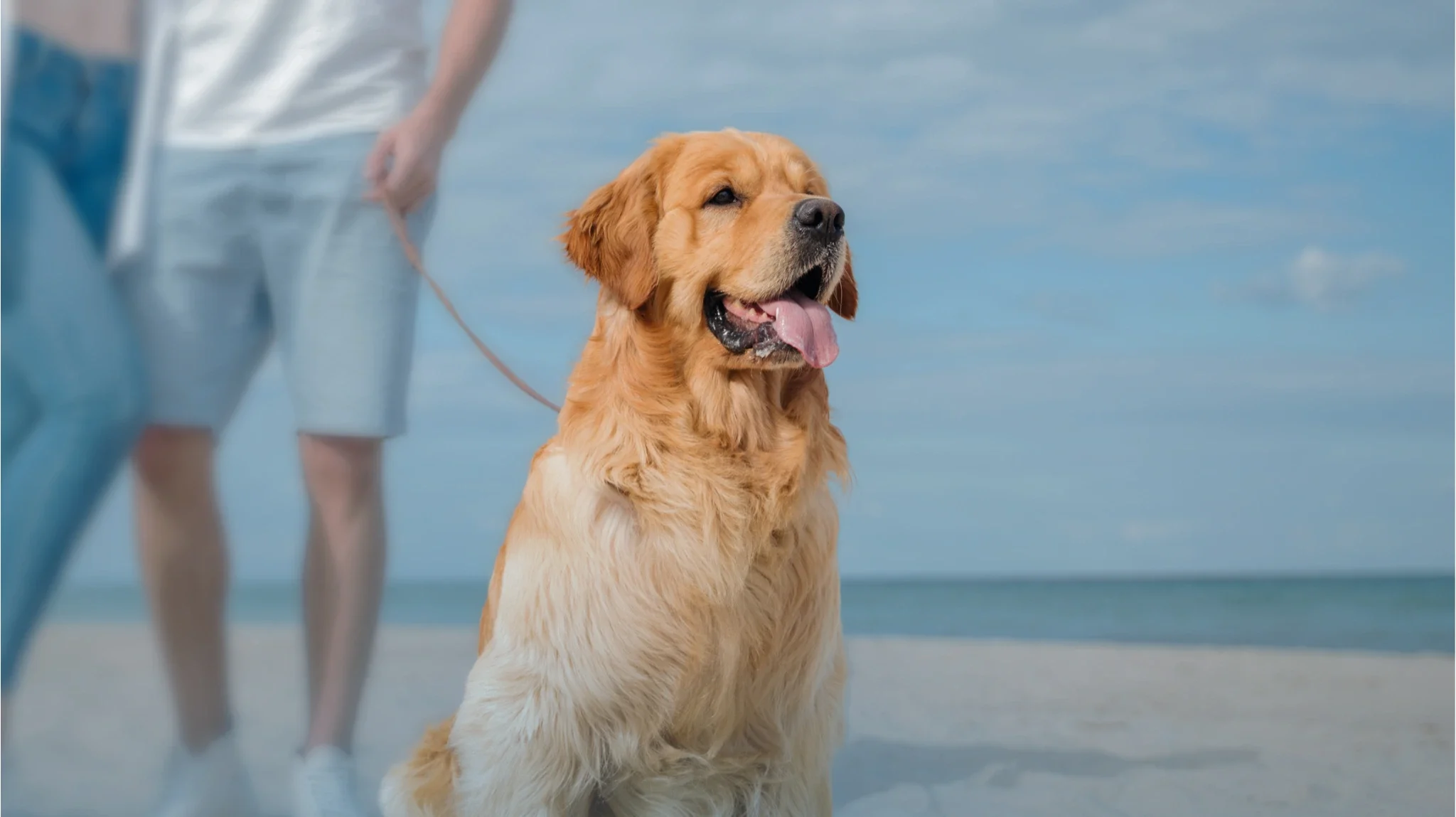 Dog communicator background image