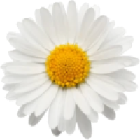 Daisy Flower