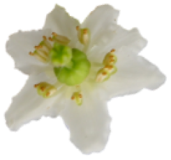Wintergreen Flower
