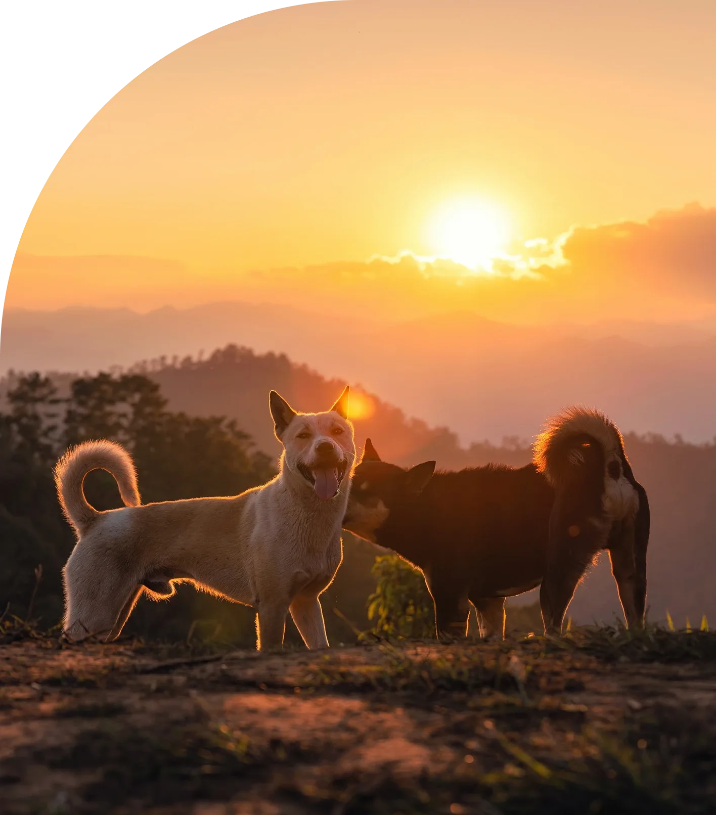 happy dogs outside at sunset
