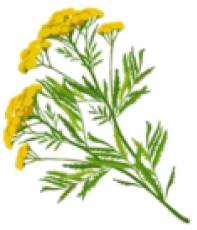 Tansy Flower