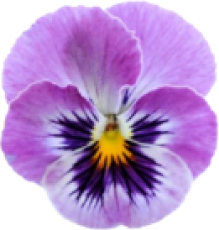 Pansy Flower