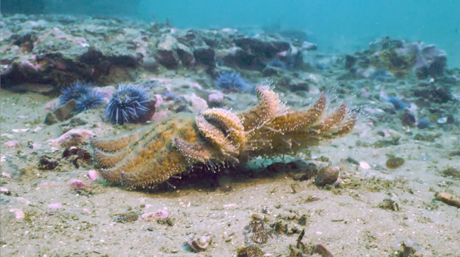 HS: To Save California’s Collapsing Kelp Forests, Scientists Deploy a 24-Armed Secret Weapon 2026