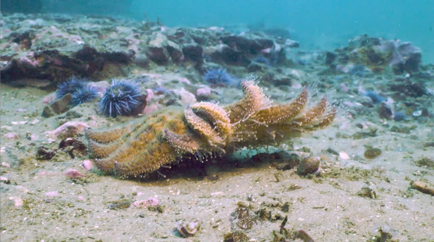 HS: To Save California’s Collapsing Kelp Forests, Scientists Deploy a 24-Armed Secret Weapon 2026