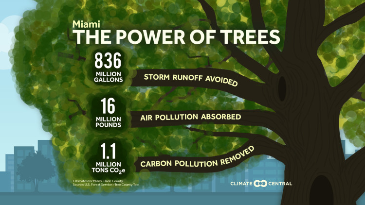 CM: Local Power of Trees 2023 (EN)