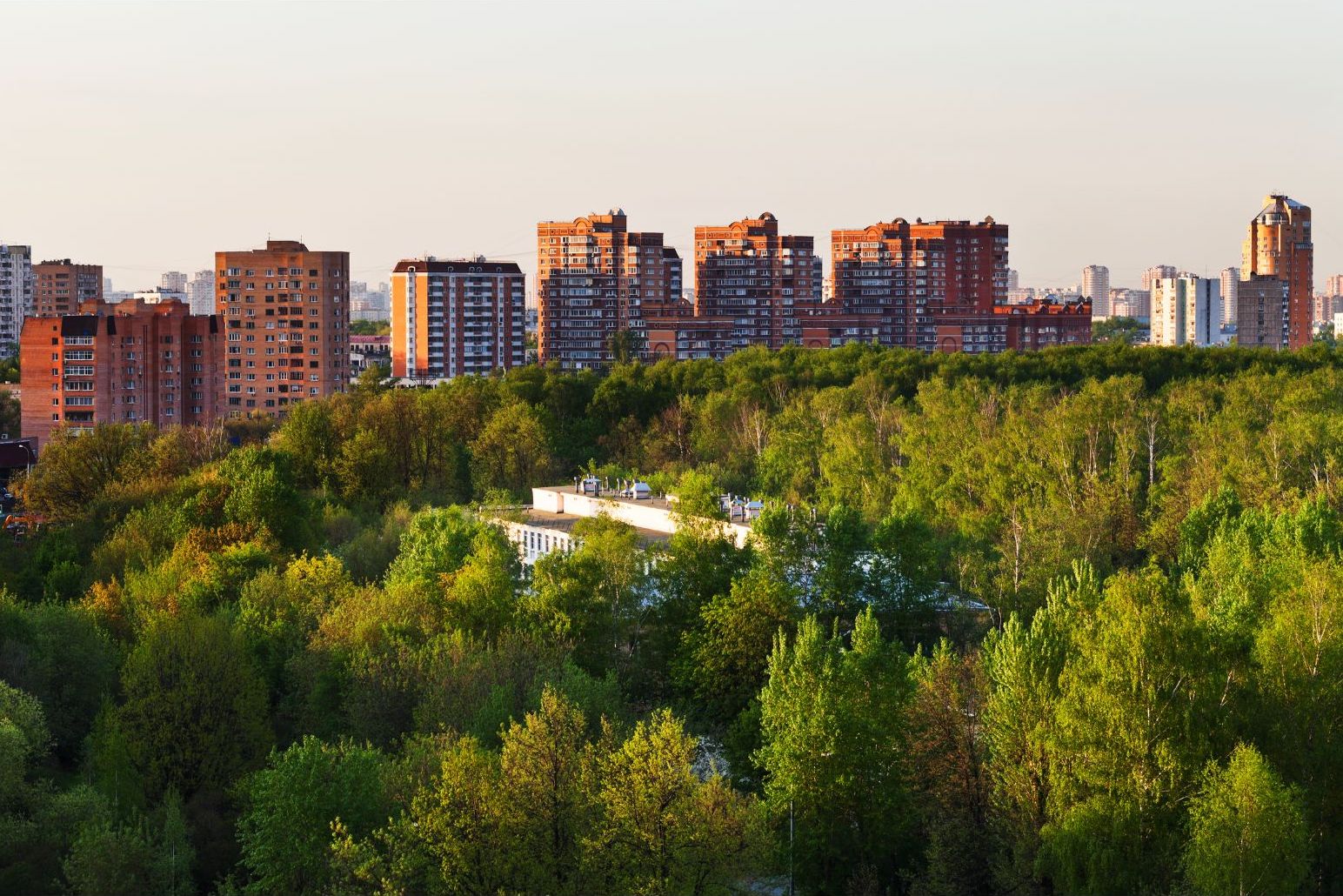 The Power Of Urban Trees 